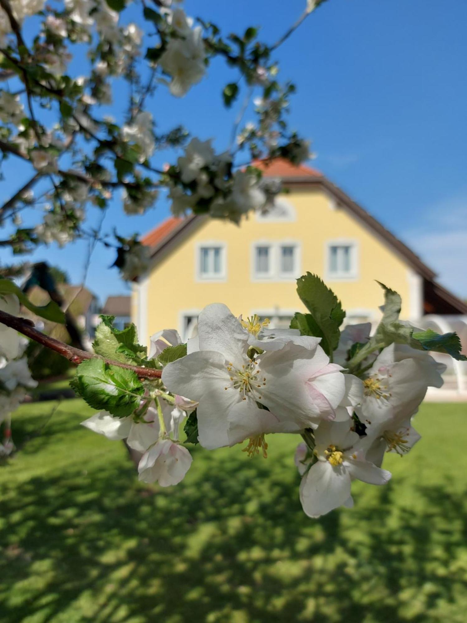 Hotel Gaestehaus Familie Trachsler à Rohrendorf bei Krems Extérieur photo