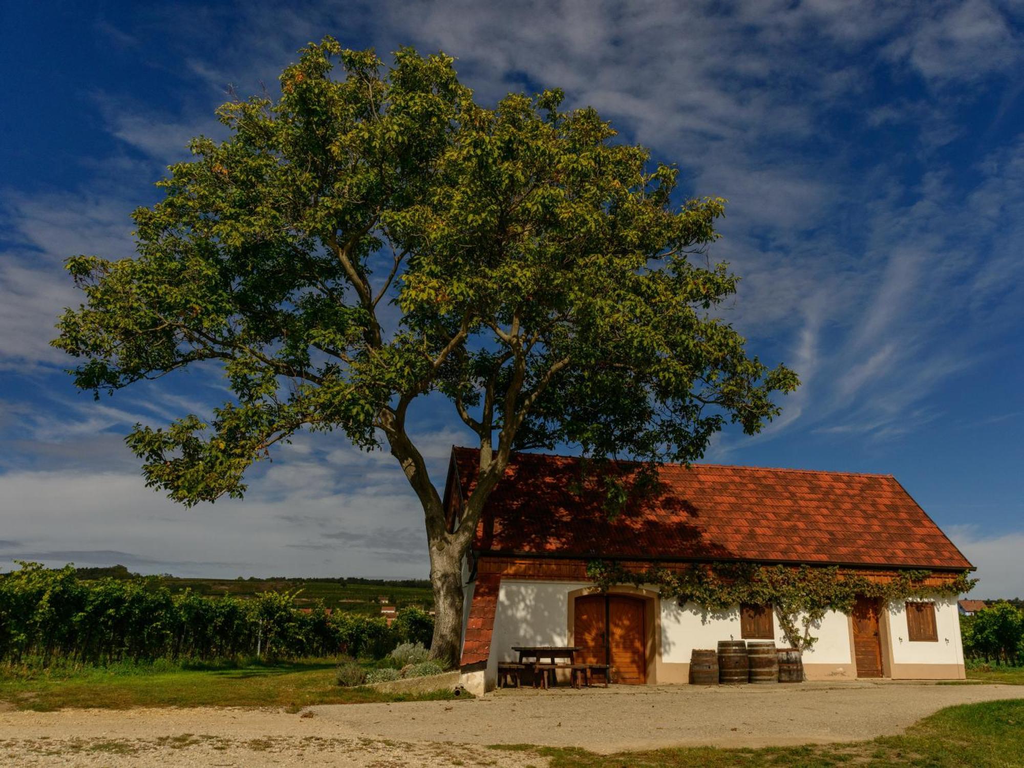 Hotel Gaestehaus Familie Trachsler à Rohrendorf bei Krems Extérieur photo