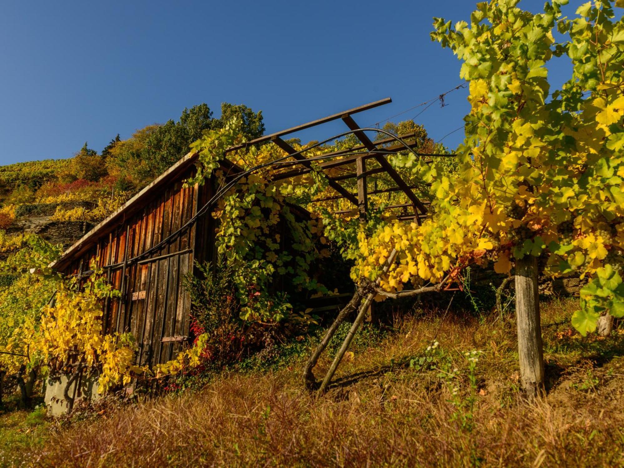 Hotel Gaestehaus Familie Trachsler à Rohrendorf bei Krems Extérieur photo